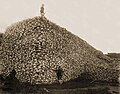 American bison skull heap. There were as few as 750 bison in 1890 from overhunting.