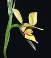 Diuris drummondii