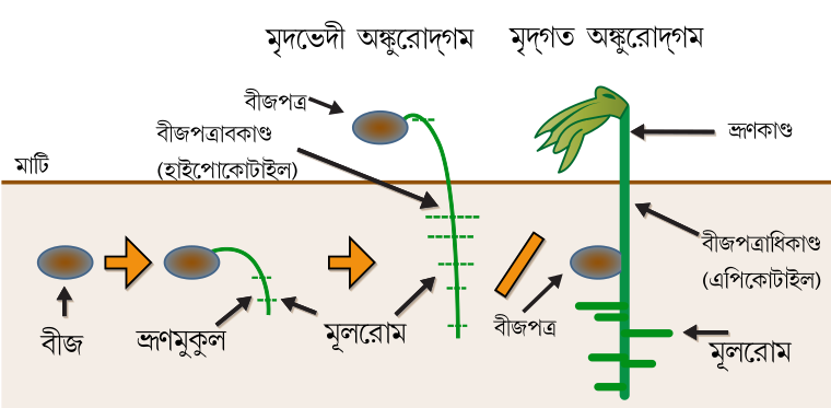 অঙ্কুরোদগম