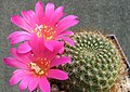 Rebutia violaciflora je nejznámější rebucií kvetoucí v odstínech fialové. Rebutia.