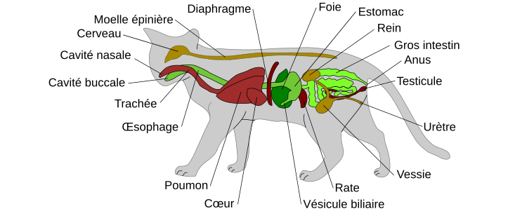 Anatomie des organes vitaux du chat.