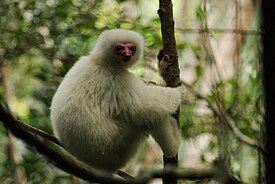 A primate with silky white fur sits on a branch, gripping the small tree's trunk with its hands and feet.