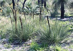 Xanthorrhoea brunonis