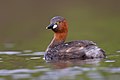 Grebe in breeding plumage