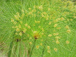 Papirusinė viksvuolė (Cyperus papyrus)