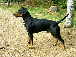 Duitse pinscher