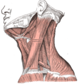 Músculs del coll. Vista lateral.