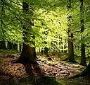 Forêt de Gribskov, dans le nord de Seeland.