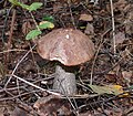 Leccinum scabrum