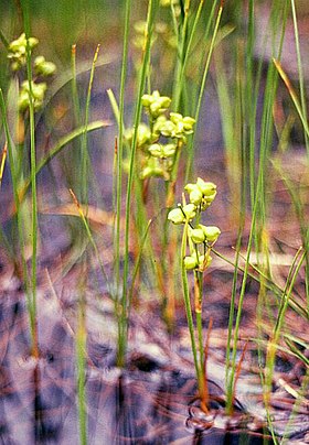 Scheuchzeria palustris