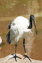 Íbis-sagrado (Threskiornis aethiopicus)