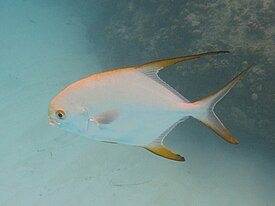 Тупорылый помпано (Trachinotus blochii)