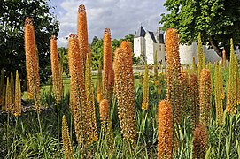 Jardins du Rivau