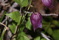 Clematis occidentalis