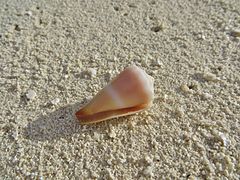 Un cône livide (Conus lividus), échoué sur la plage.