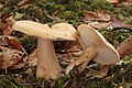 !Lactarius pallidus!