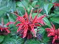 Monarda didyma