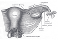 L'utérus et le ligament large, vue postérieure