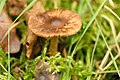 Inocybe napipes