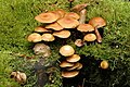 Kuehneromyces mutabilis