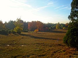 Natuurgebied Lemelerveld