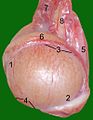 Testis mačka: 1: Extremitas capitata, 2: Extremitas caudata, 3: Margo epididymalis, 4: Margo liber, 5: Mesorchium, 6: Epididymis, 7: Testisna arterija i v ena, 8: Ductus deferens