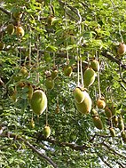 Καρποί Αδανσονίας της δακτυλωτής (Adansonia digitata).