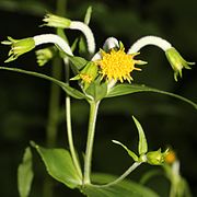 Arnica mallotopus (Japon)