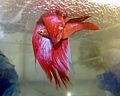 A pair of Siamese fighting fish spawning under their bubble nest.