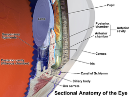 Straalvormig lichaam (Ciliary body)