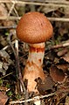 Cortinarius allutus