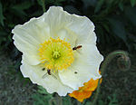 Isländischer Mohn, Papaver nudicaule