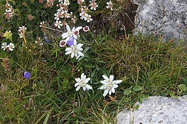 Floare de colț (Leontopodium alpinum)