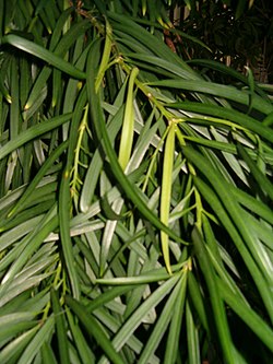 Podocarpus macrophyllus