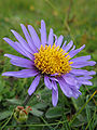 Aster des Alpes