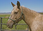 Cheval américain équipé d'un licol éthologique vert, au nœud de fermeture latéral bien visible.