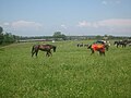 Paardenwedstrijd (24 mei)