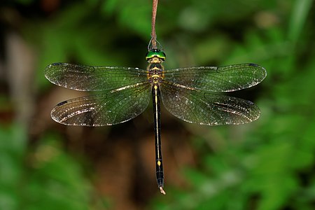 Macromidia donaldi (പെൺതുമ്പി)