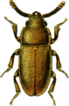 Antherophagus silaceus