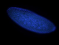 Syncytial blastoderm van Drosophila. (De laag cellen die onvolledig is verdeeld en in contact staat met de dooier, wordt de "syncytiële laag" genoemd.) Elke heldere stip is een groep delende chromosomen.