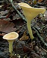 Clitocybe gibba