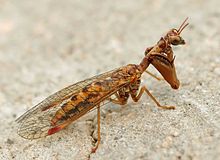 Mantispa styriaca01.jpg