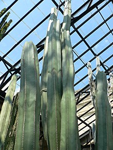 Pachycereus marginatus.jpg