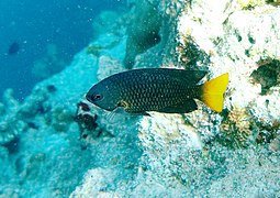 Une demoiselle des Philippines (Pomacentrus philippinus)