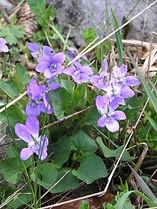 Viola riviniana4.JPG