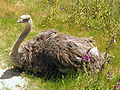 A female Ostrich.