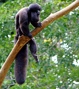 Cuxiú-preto no Zoológico de Sorocaba