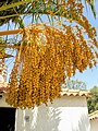 Dates from Algarve, Portugal