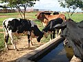 Ganado vacuno, Hato Santa Rosa, Apure - Venezuela