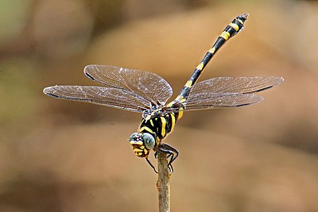 Ictinogomphus rapax (പെൺതുമ്പി)